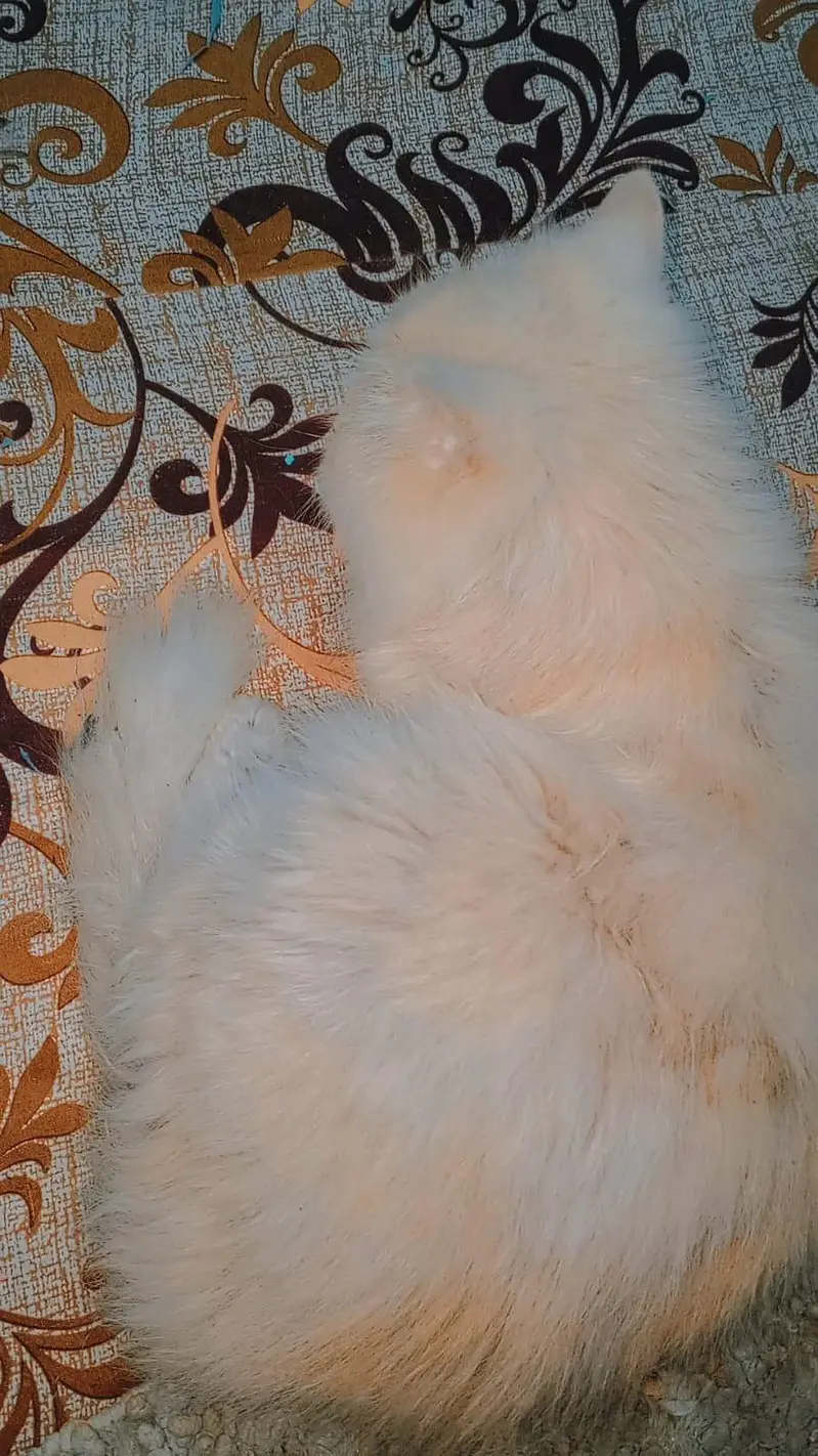 beautiful Persian cat — photo 2