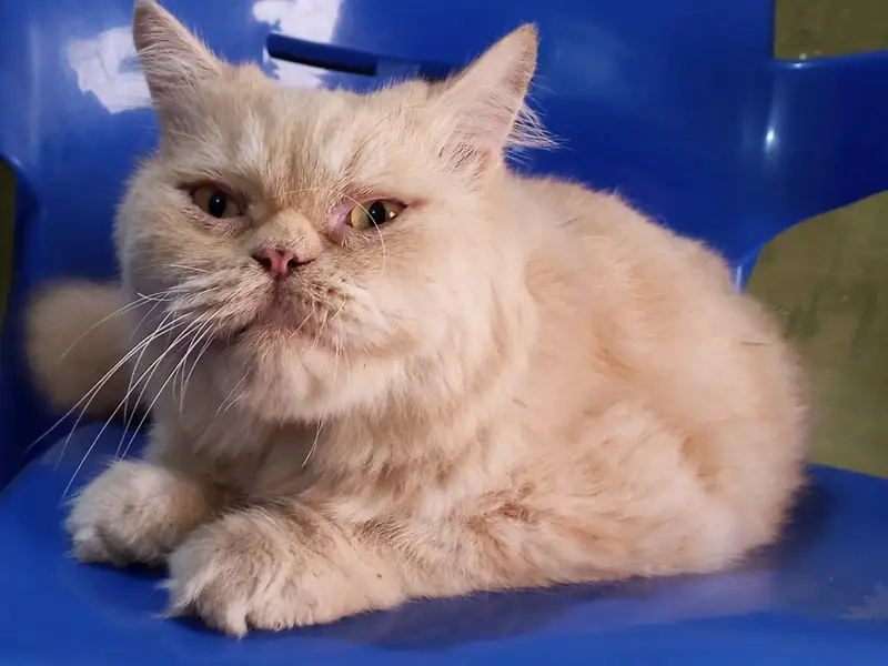 beautiful Persian cat — photo 3