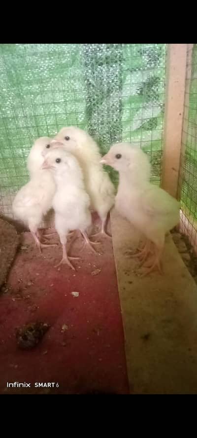 aseel chiks 03441567770