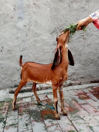 Goat/Kid/female kid