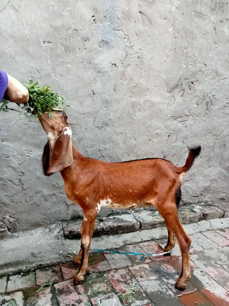 Goat/Kid/female kid — photo 2