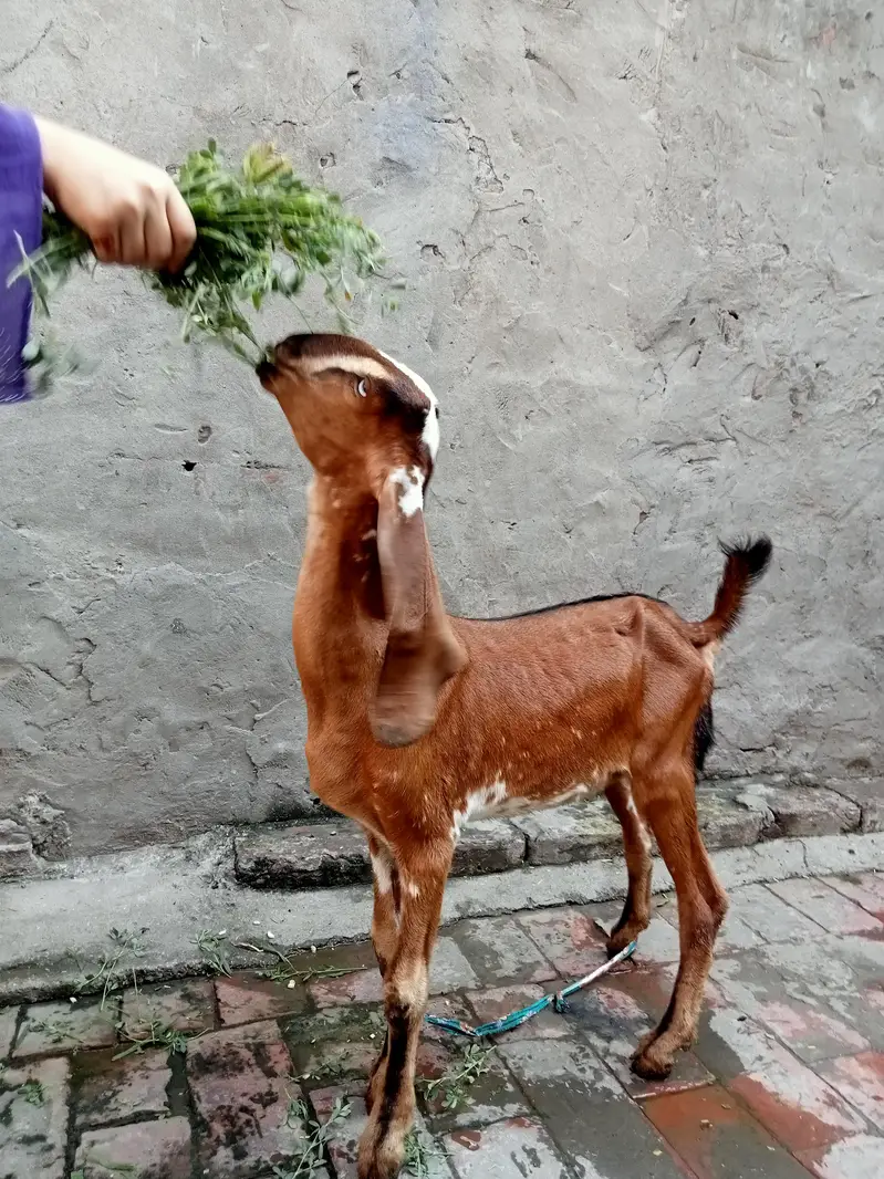 Goat/Kid/female kid — photo 3