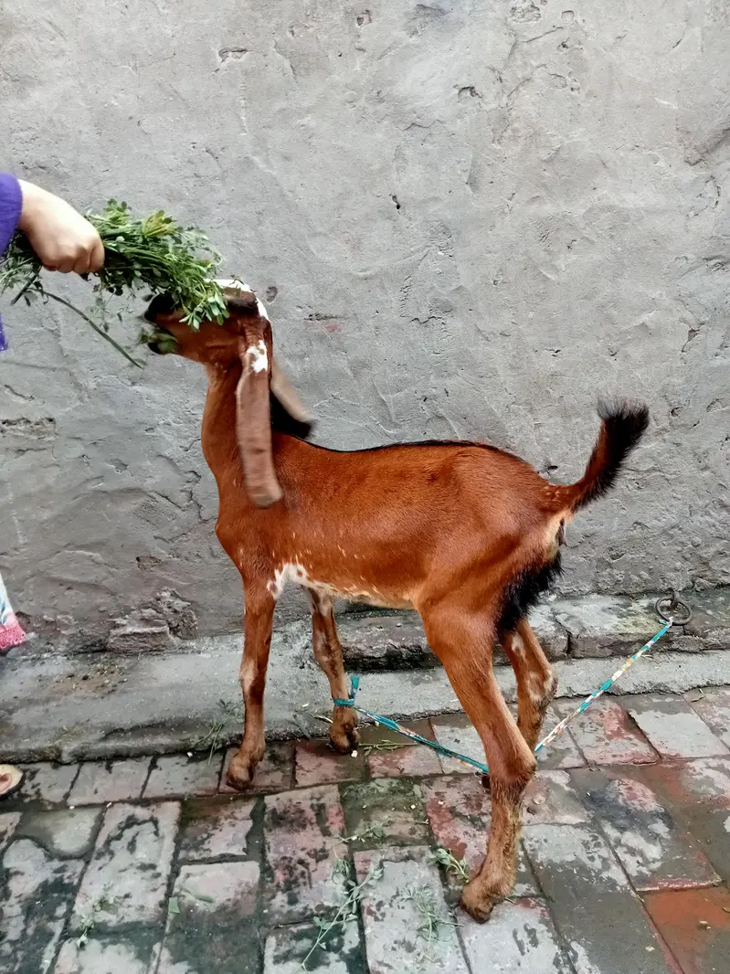 Goat/Kid/female kid — photo 4
