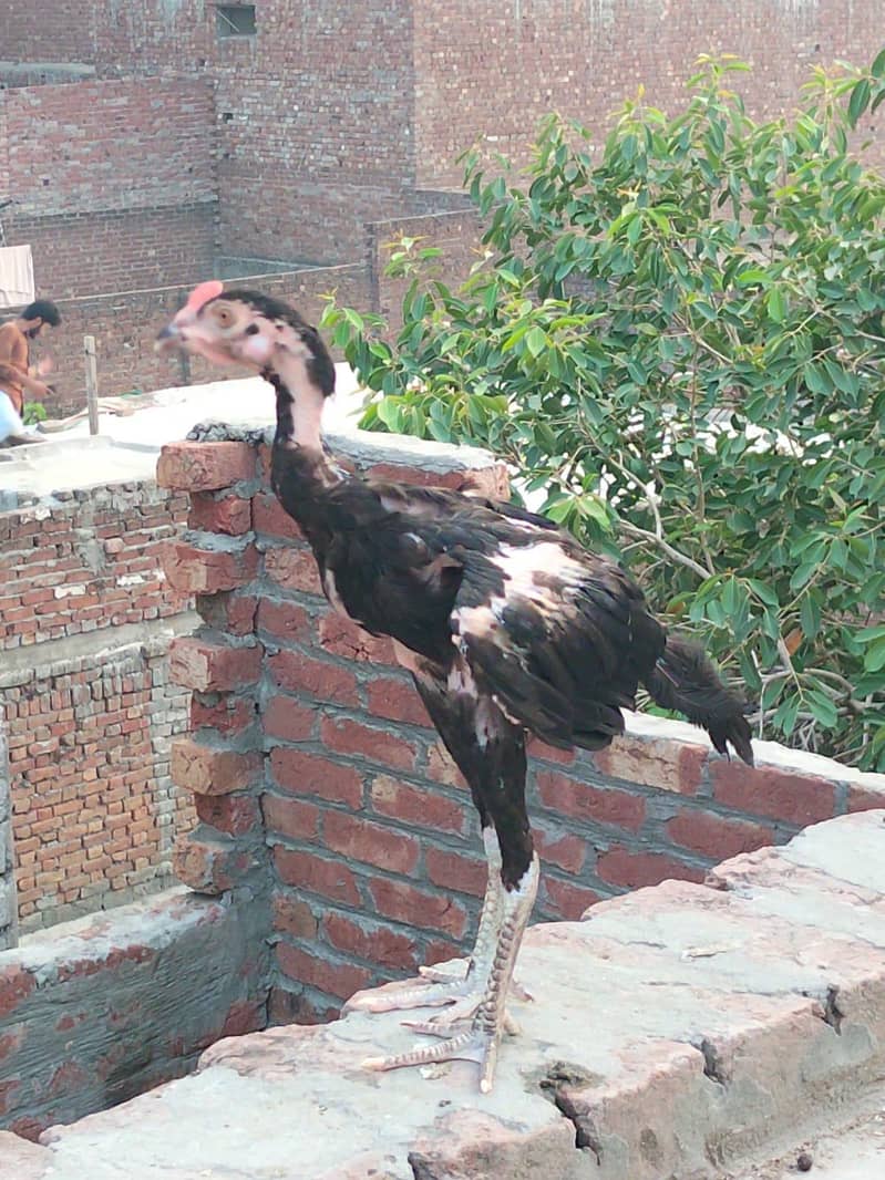 aseel hen 2