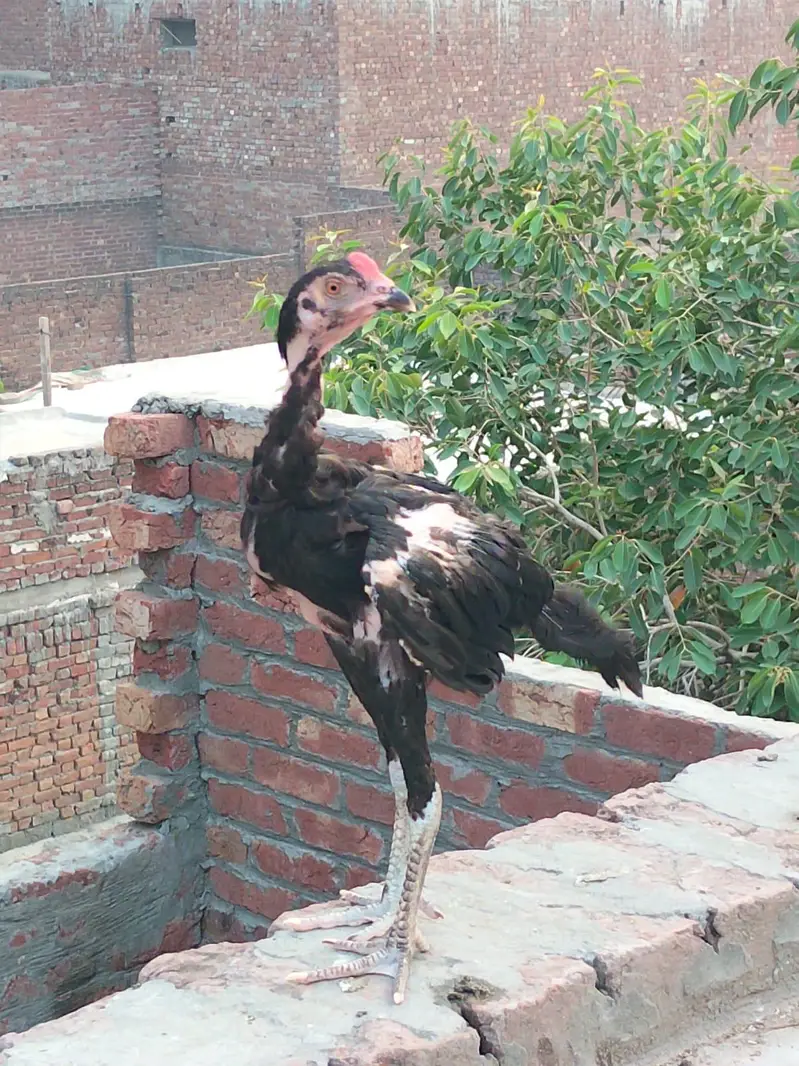 aseel hen — photo 4