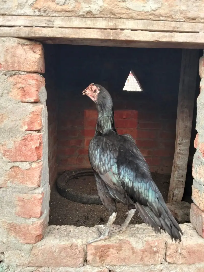 aseel hen — photo 8