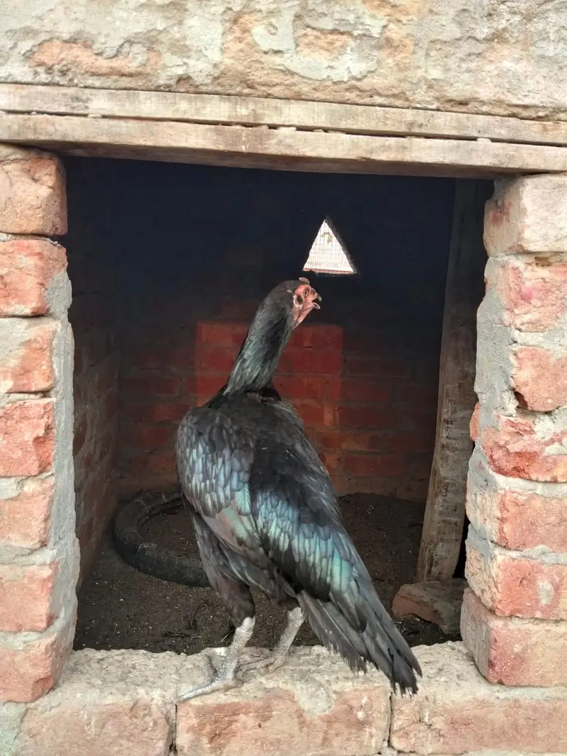 aseel hen — photo 10