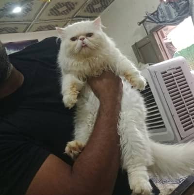 Piki Face yellow eye Stud Male | Peki | Peke | Stud   matting| Persian