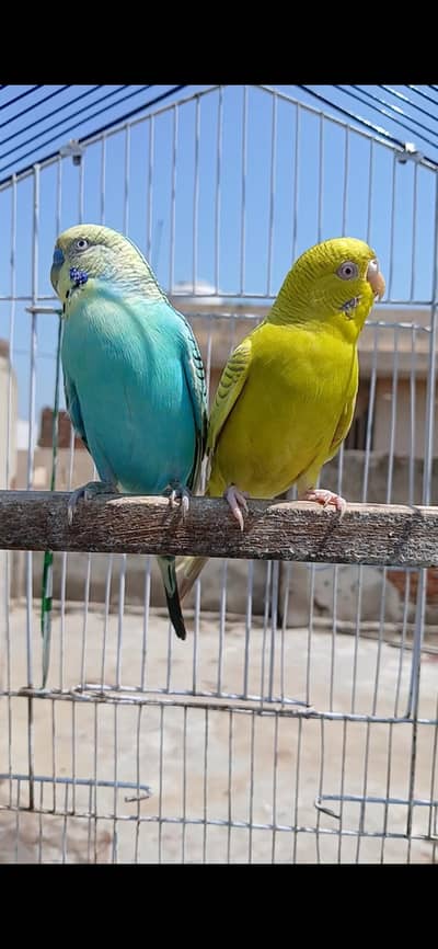 King Size Budgies Breeder 3 Piece Available Exchange option available