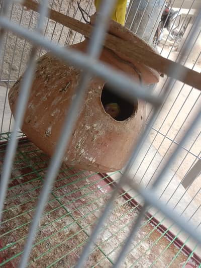 Australian he pair 2 red eye  chick 2 black eyes