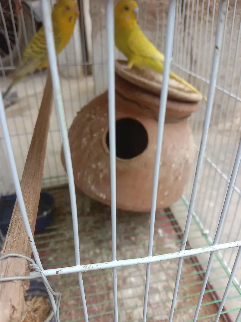 Australian he pair 2 red eye  chick 2 black eyes — photo 2