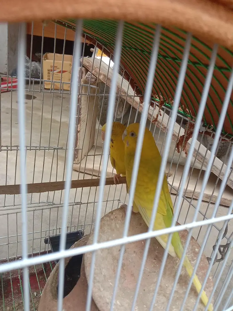 Australian he pair 2 red eye  chick 2 black eyes — photo 3