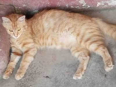 turkish angora