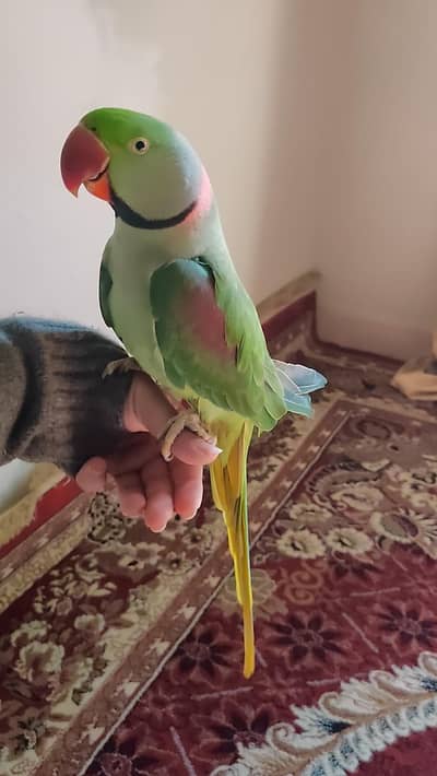 Raw Parrot Talking Parrot Ful Handtamed ful Talking Very friendly