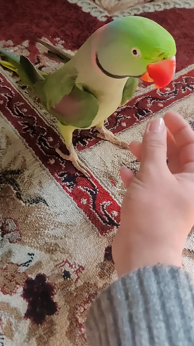 Raw Parrot Talking Parrot Ful Handtamed ful Talking Very friendly — photo 2