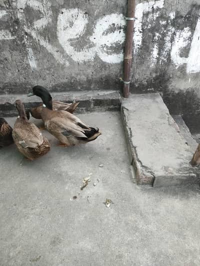 desi and khaki Campbell ducks