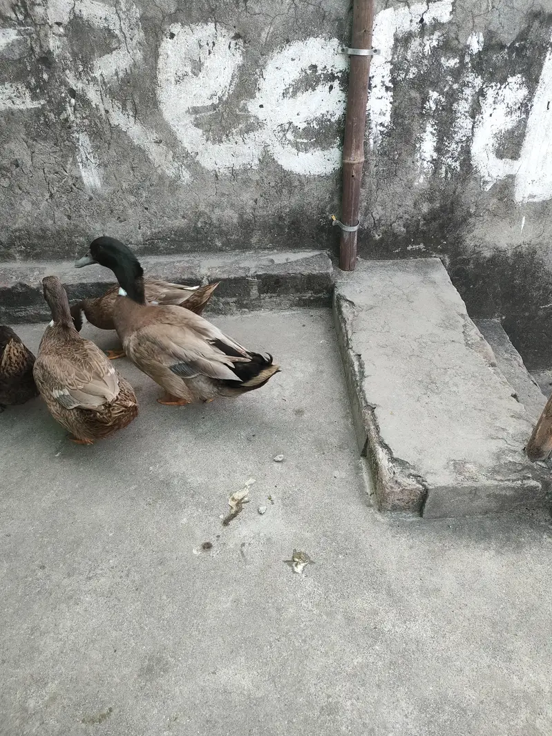 desi and khaki Campbell ducks