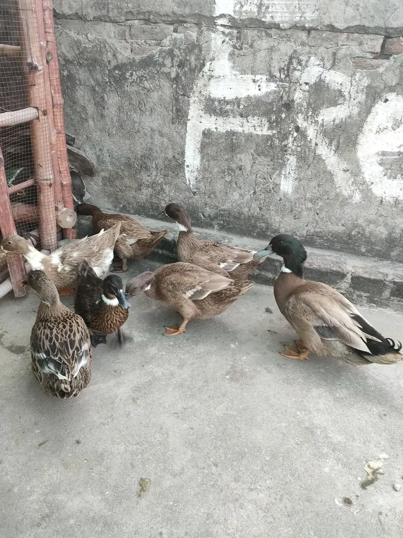 desi and khaki Campbell ducks — photo 2