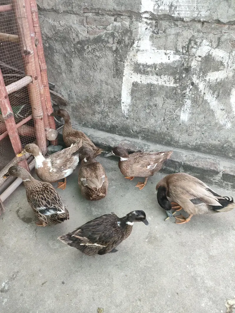 desi and khaki Campbell ducks — photo 3