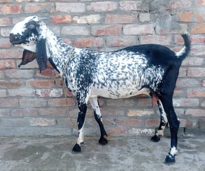 Dasi bakri for sale