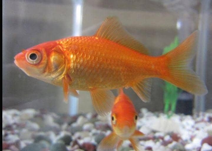 Comet Tail goldfish 0