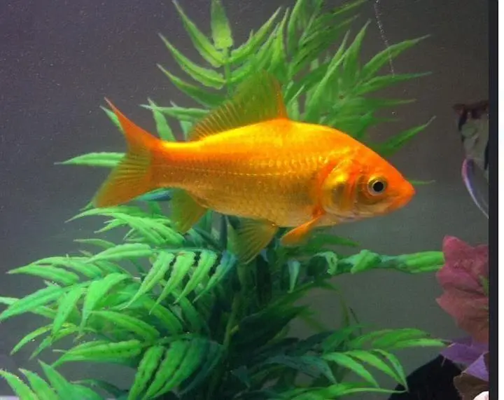 Comet Tail goldfish — photo 2