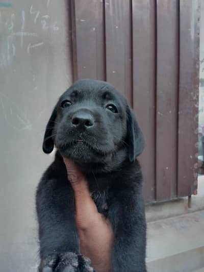 Labrador puppies