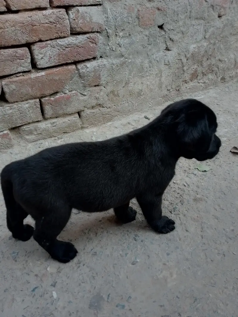 Labrador puppies — photo 2
