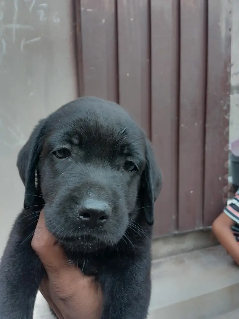 Labrador puppies — photo 3