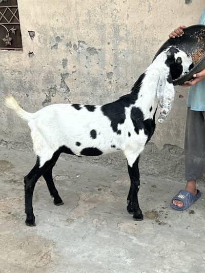 Bettal Bakra bacha