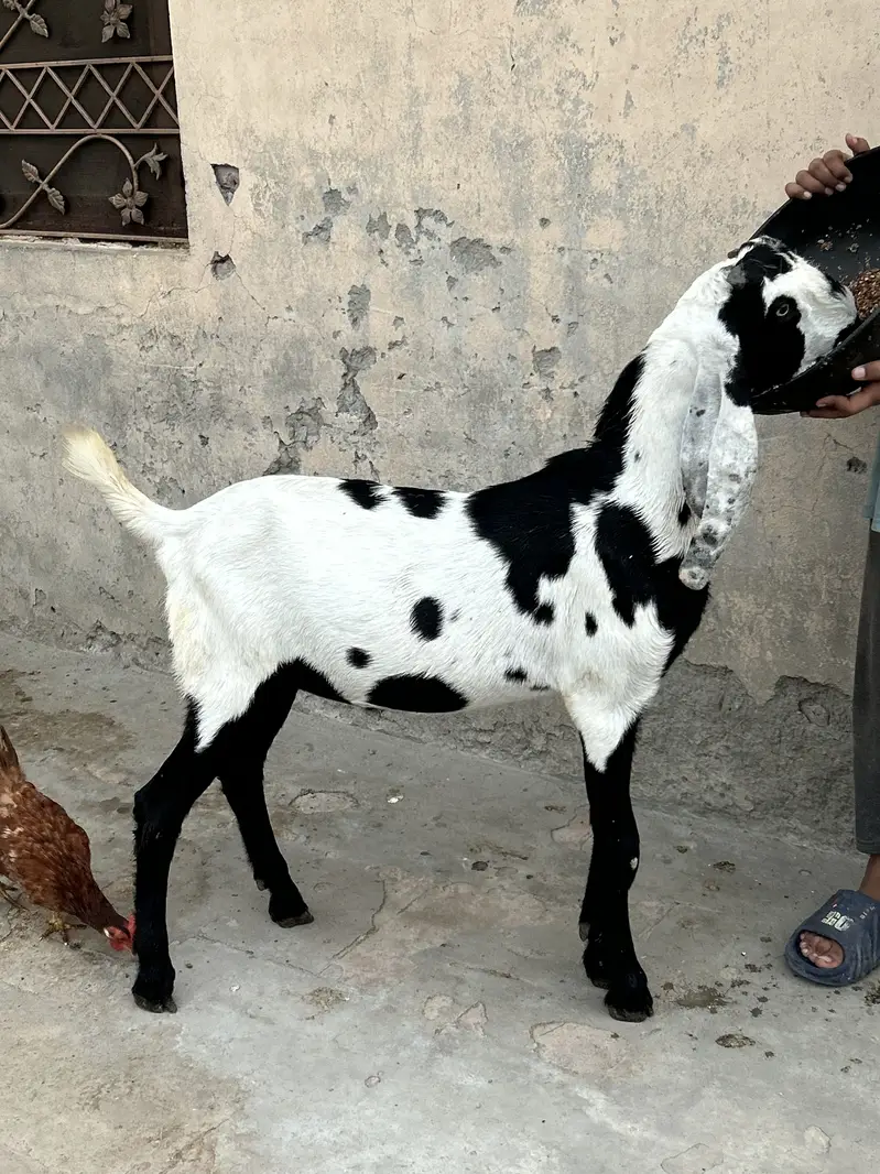 Bettal Bakra bacha — photo 2