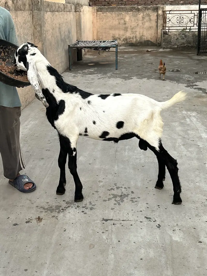 Bettal Bakra bacha — photo 3