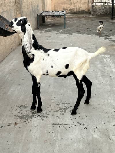 Bettal Bakra bacha