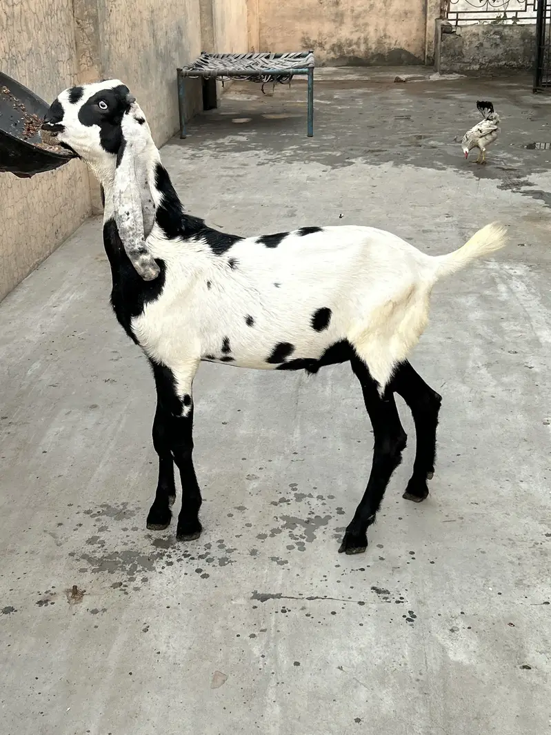 Bettal Bakra bacha — photo 4
