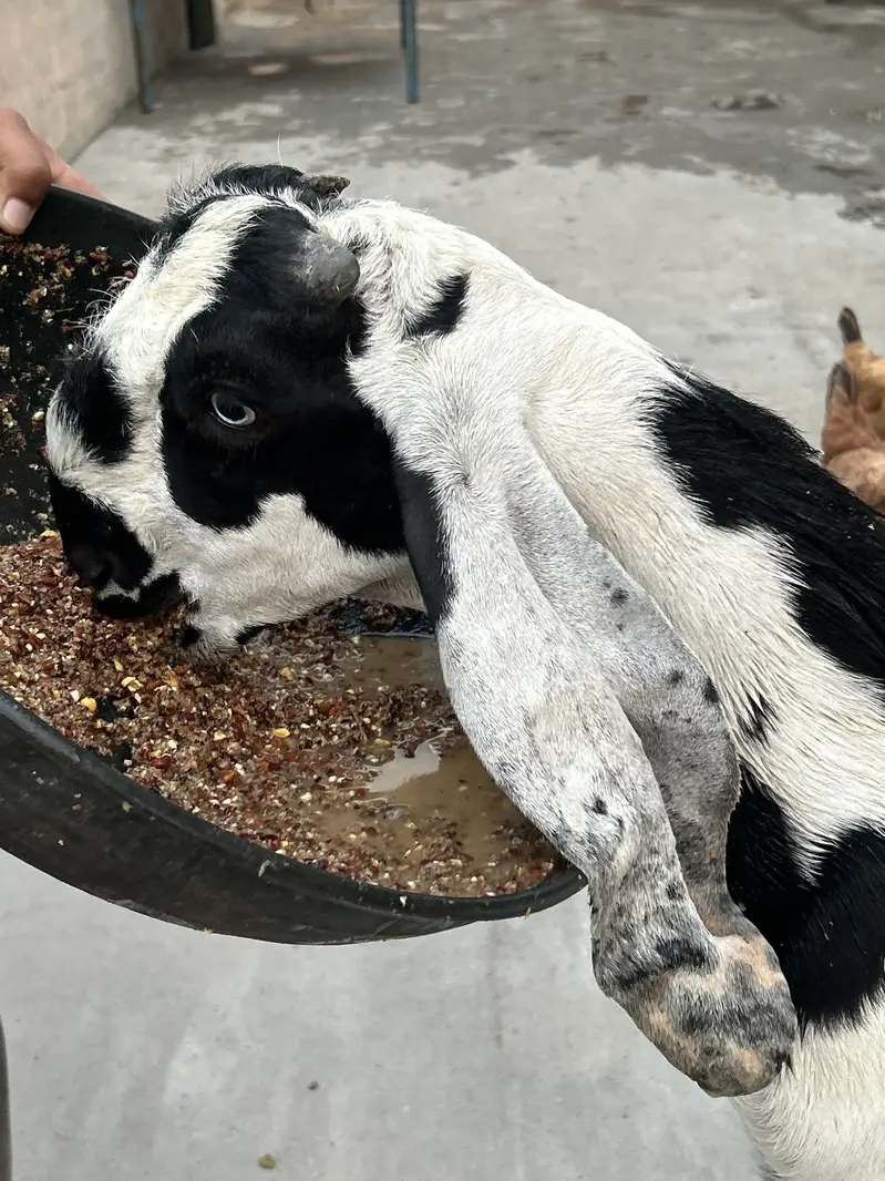 Bettal Bakra bacha — photo 6