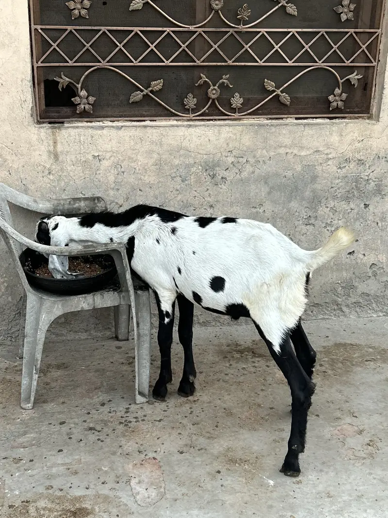 Bettal Bakra bacha — photo 8