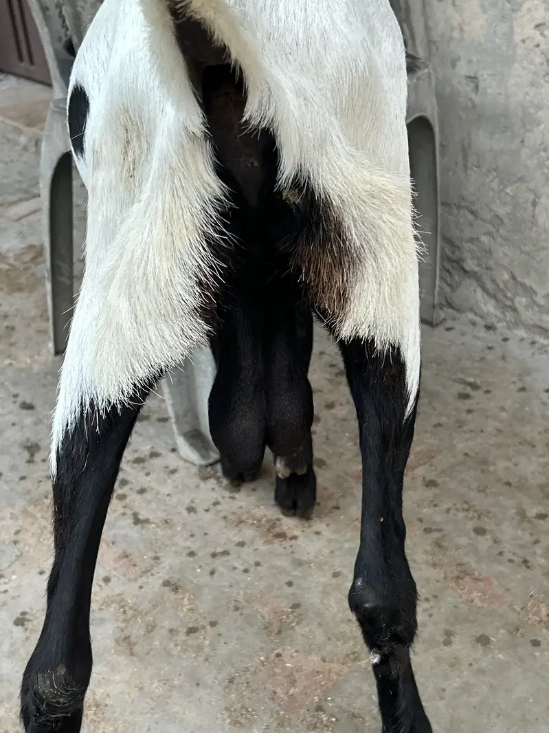 Bettal Bakra bacha — photo 9