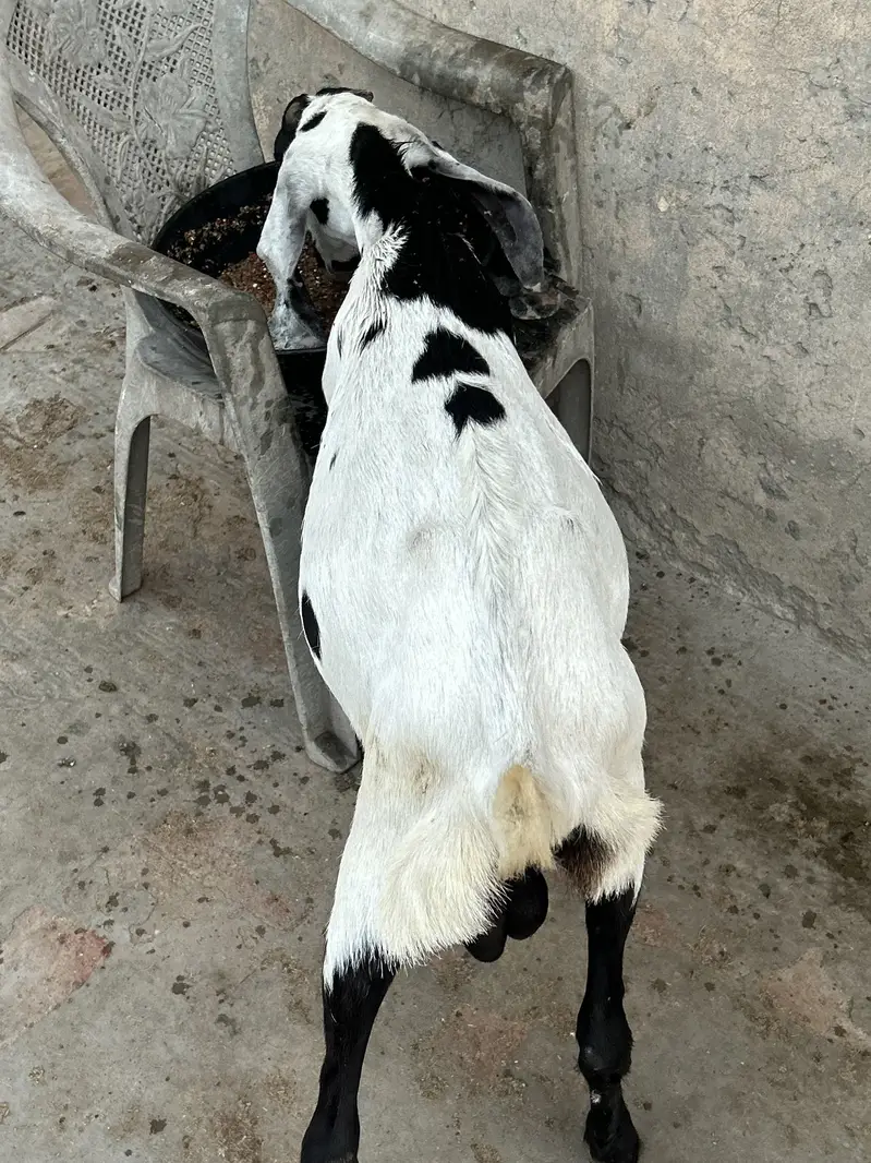 Bettal Bakra bacha — photo 10