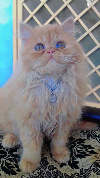 Persian cat extreme coated
