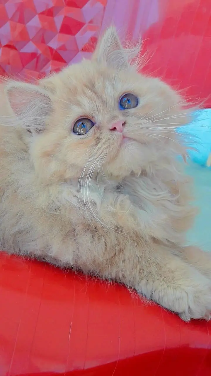 Persian cat extreme coated — photo 2