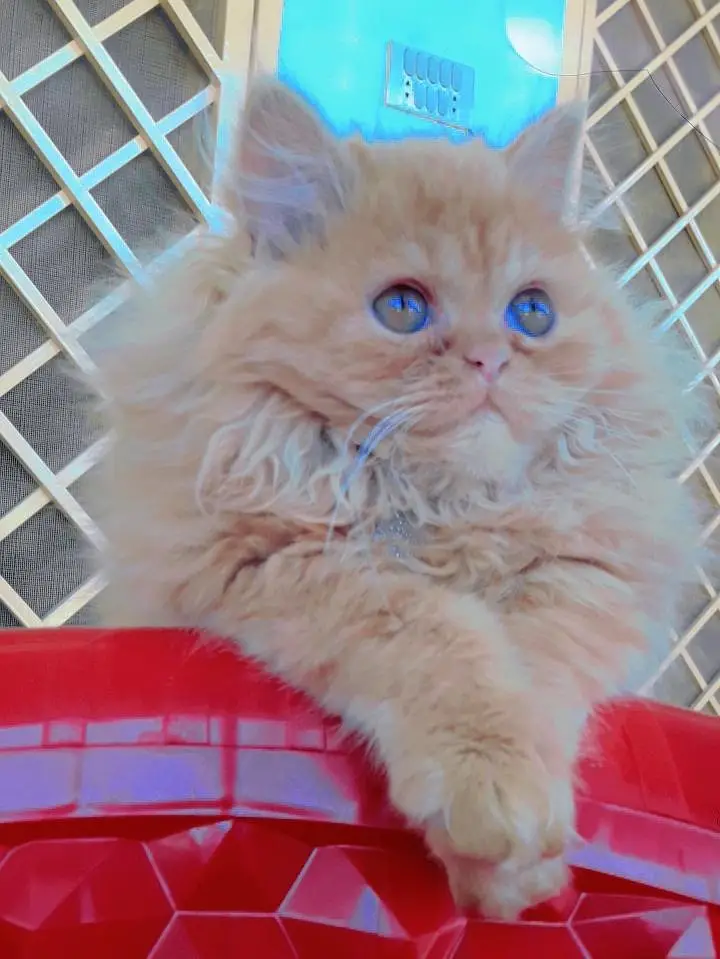 Persian cat extreme coated — photo 3