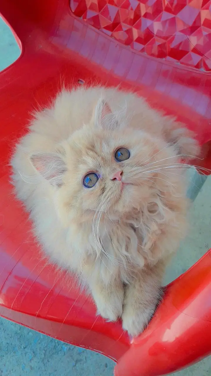 Persian cat extreme coated — photo 4