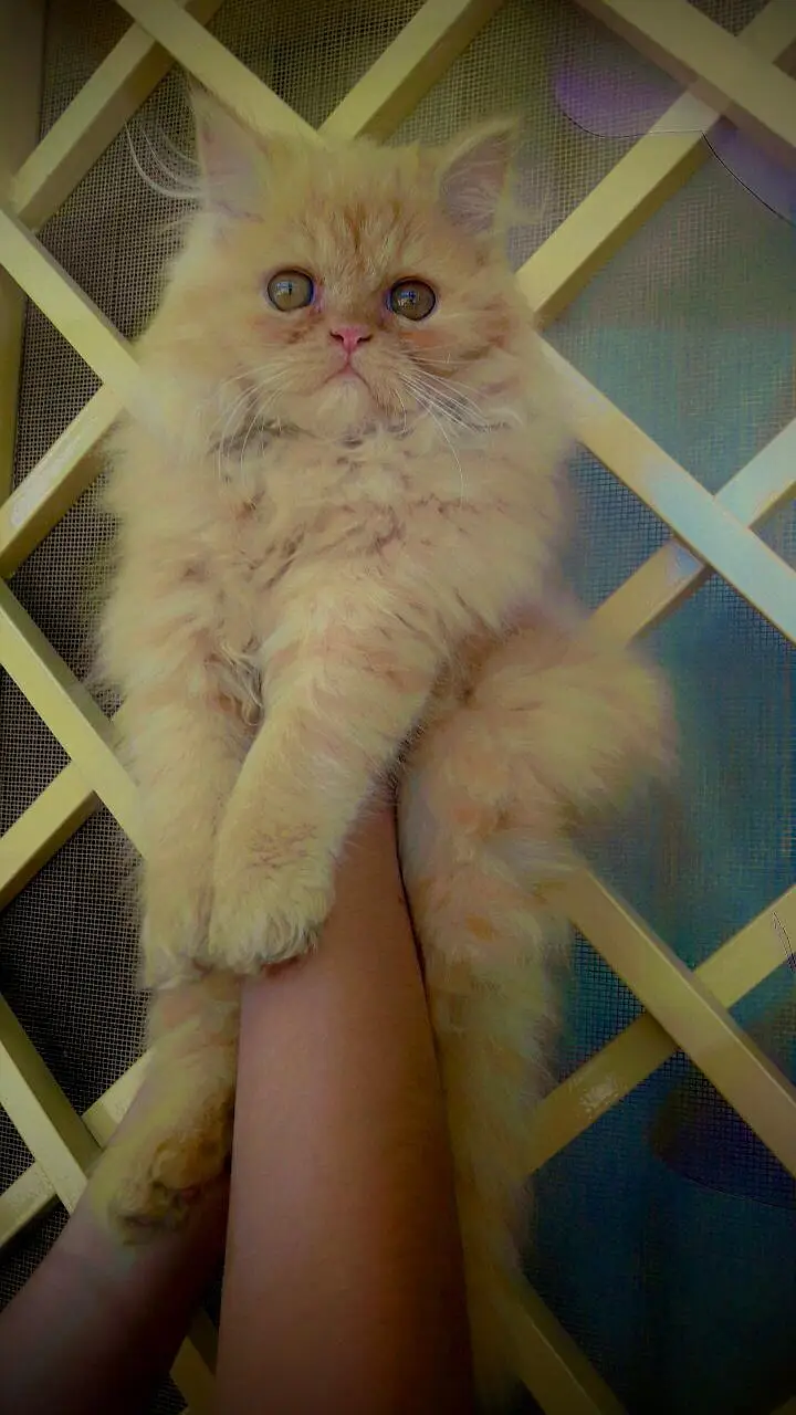 Persian cat extreme coated — photo 5