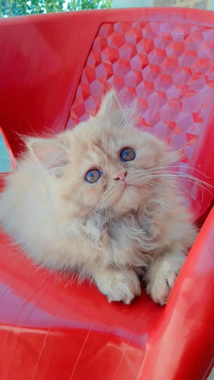 Persian cat extreme coated — photo 6