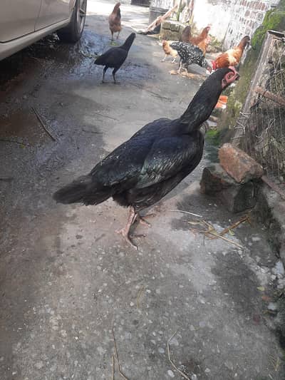 kurak Aseel hen