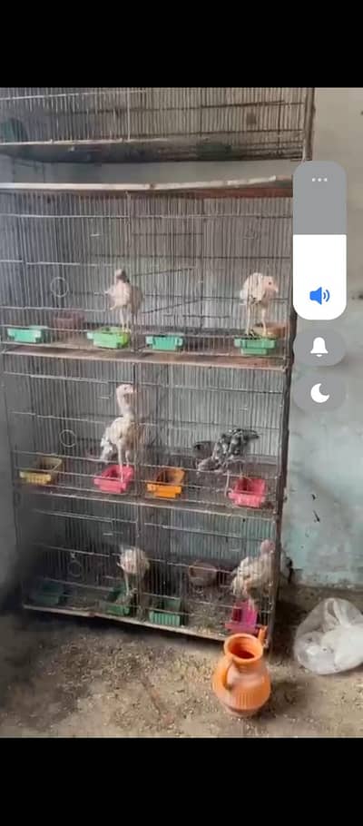 pinjra cage