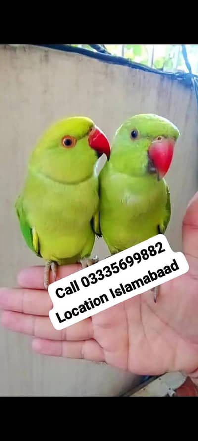 Single 5,500 Hand Tamed Friendly Green Ring Neck Parrot's Male/Female