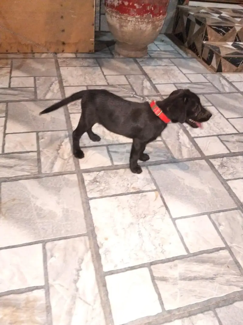 American labrador female puppy — photo 2
