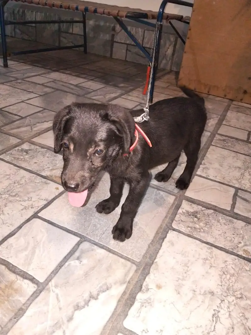 American labrador female puppy — photo 3