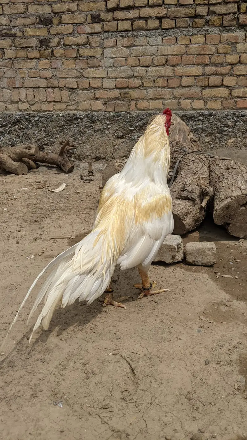 Aseel — photo 3